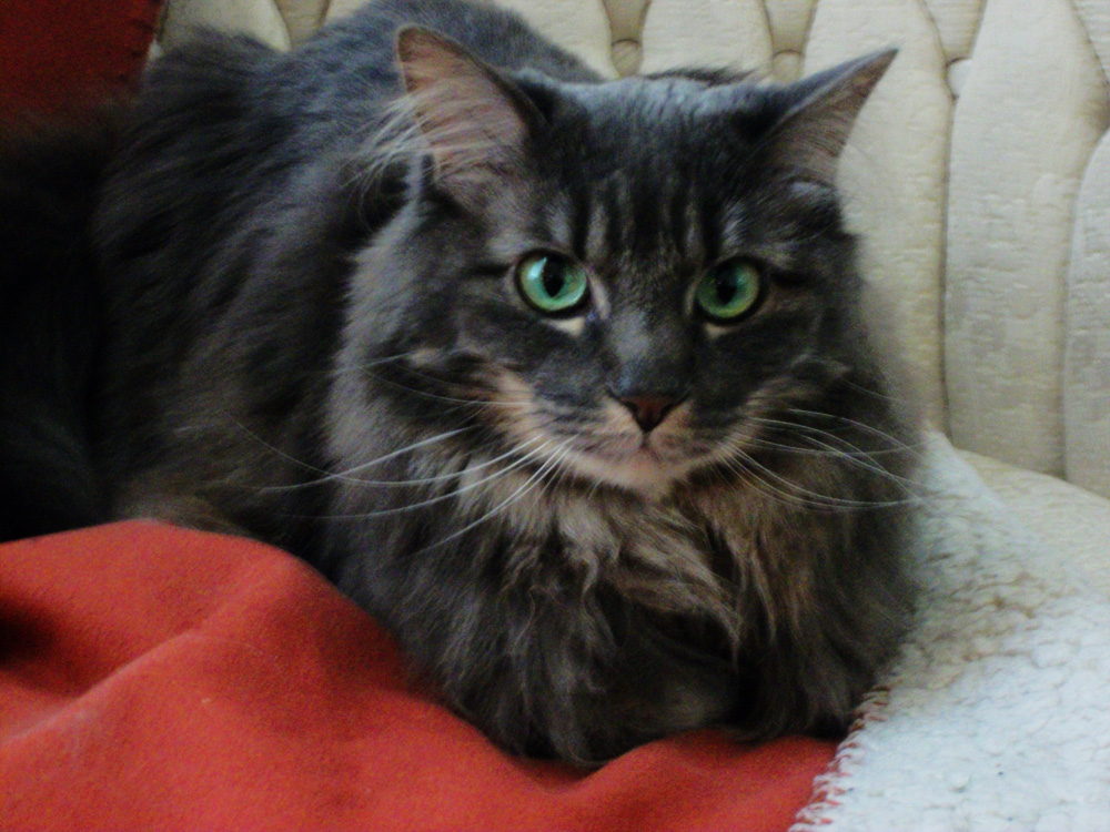 Trin_Christmas_2010_01